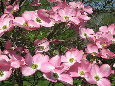 The pink dogwood is said to be
