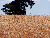 Harvest