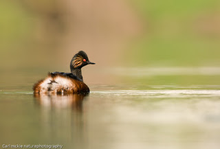 Black necked grebe, Podiceps nigricollis,on a still calm lake in early summer