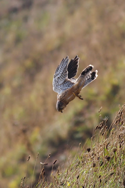 raptor, bird of prey, bird, timbobagginsabroad