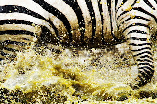 Close Up Zepra and Water Splash Photo HD Wallpaper