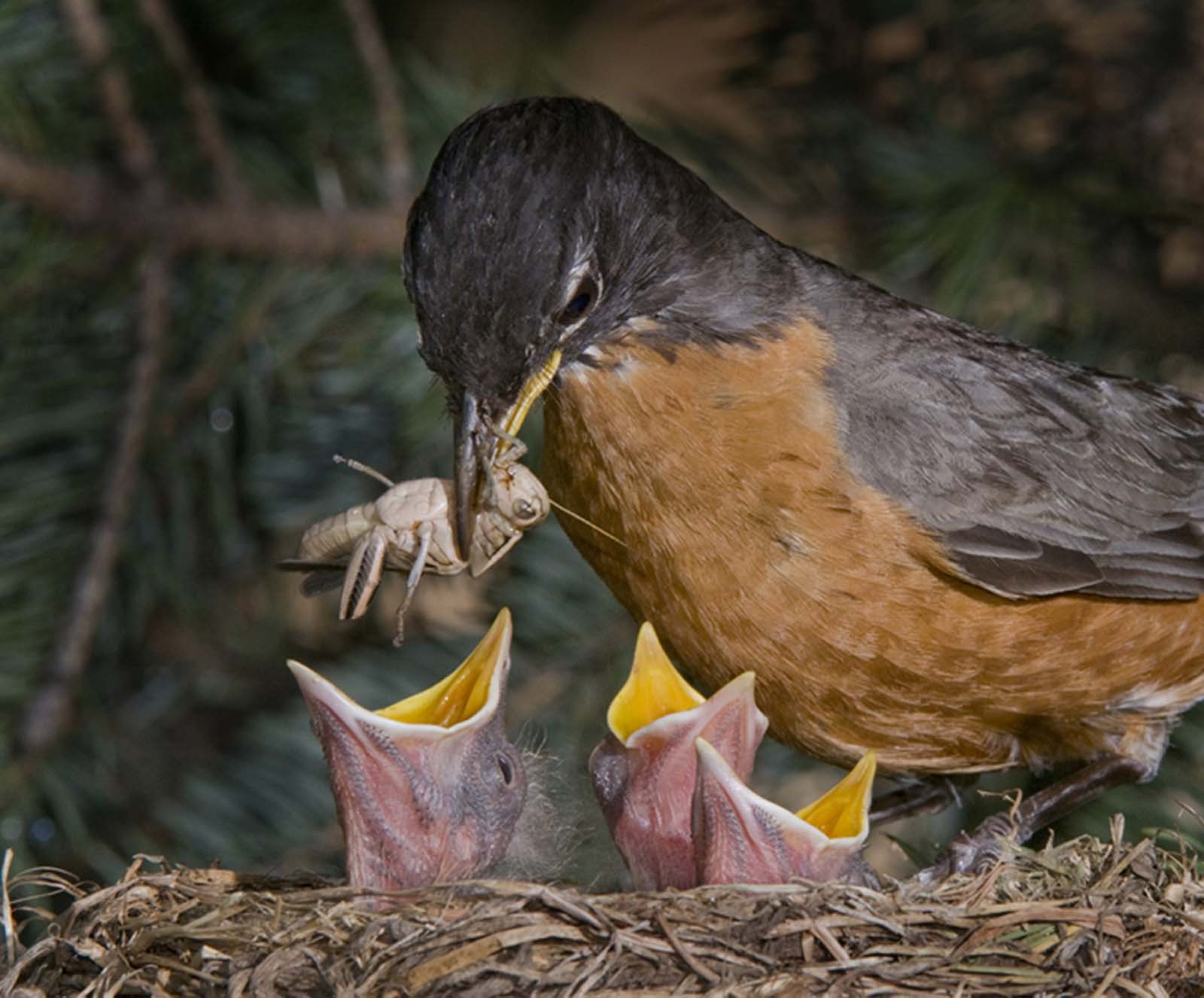 Birds eating worms bugs and other grubs Animals eating 