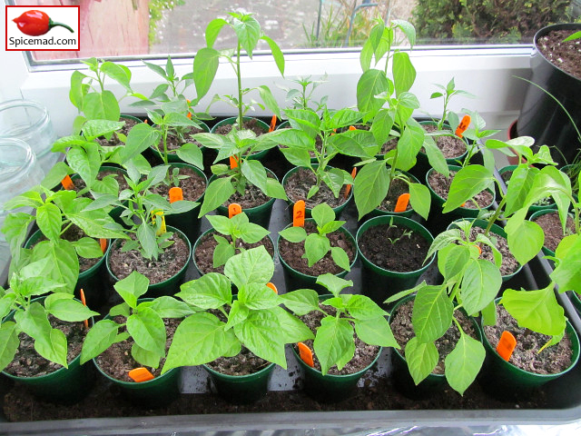 Chilli Plants in the Porch - 16th April 2021