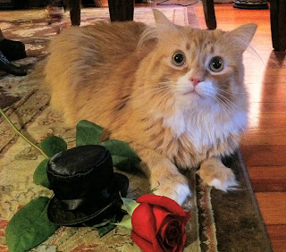 Phillip Cat ready for date night with his red rose - Stein Your Florist Co.