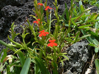 Goutte de sang - Striga asiatica - Herbe du riz - Herbe du feu