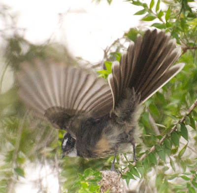 Grey Fantail (Rhipidura albiscapa) 