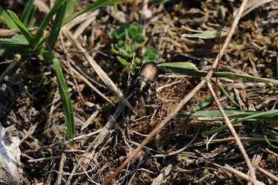 Veelkleurige Kielspriet - - Poecilus versicolor