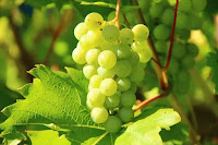 Grapes health benefits, grapes