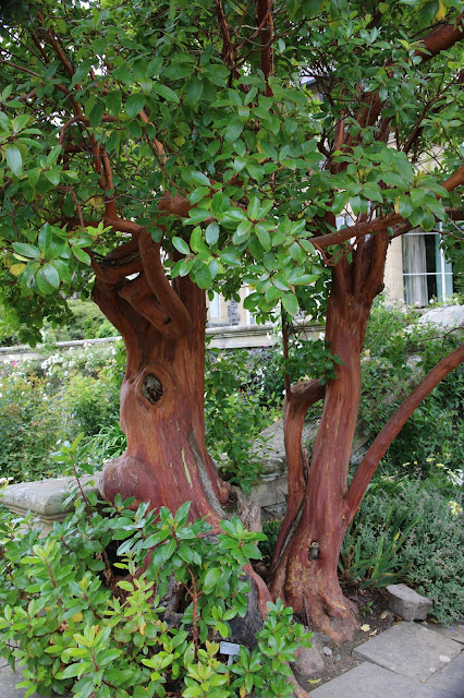 Bodnant garden