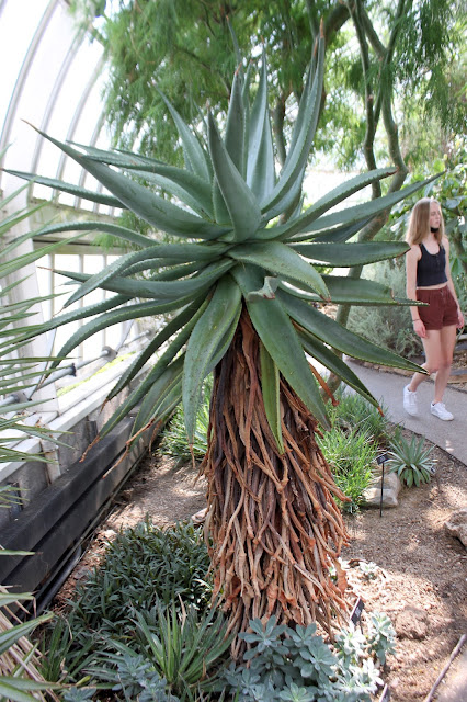 Aloe ferox at the Phipps Conservatory