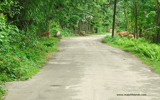 Bongaon Road Of Majuli Island