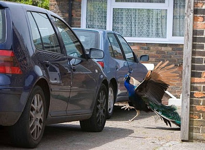 Car Is The Best Target When Animals Gone Wild Seen On  www.coolpicturegallery.us