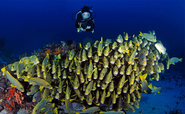 info unik pariwisata raja ampat