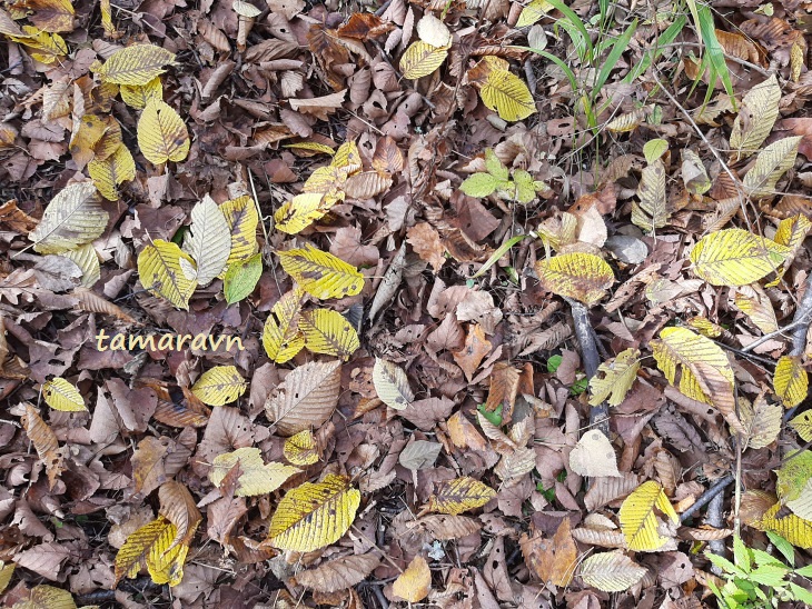 Опавшие листья граба сердцелистного (Carpinus cordata) - высохшие и жёлтые