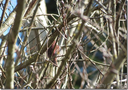 Purple Finch