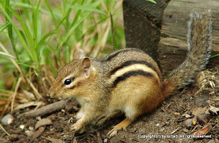 Eastern Chipmunk