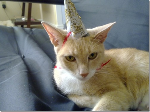 gatos disfrazados de unicornio (7)