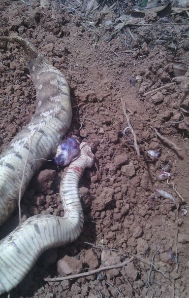 Nigerian Man Kills Heavily Pregnant Snake...See the Many Baby Snakes That Came Out of It (Photos)