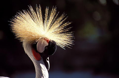 Crowned Crane is the national bird of Uganda