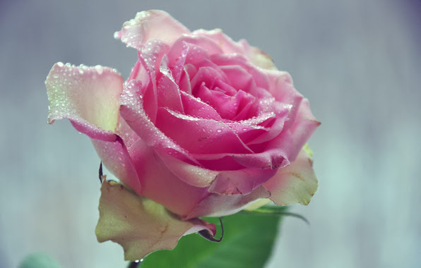 3D Water Drop On Pink Rose HD Wallpaper Free