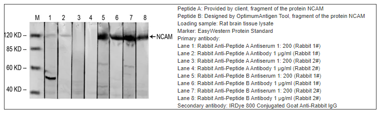 peptide-antigen-design-case-study