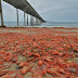 Beach of San Diego turns red as its invaded by Tuna Crabs(photos)