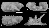 http://sciencythoughts.blogspot.co.uk/2014/11/a-new-species-of-ostracod-from.html