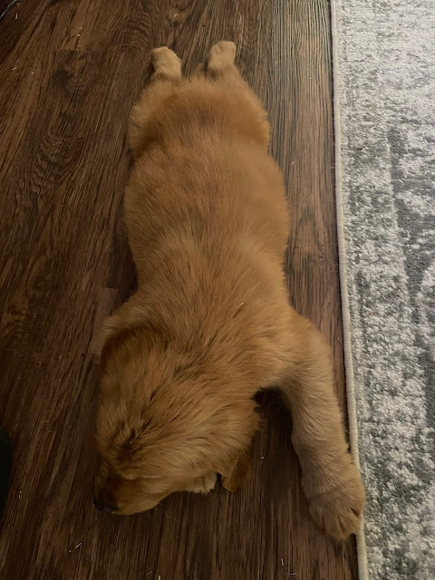 Miles sound asleep on the wood floor in the kitchen stretched out with his sammy legs.