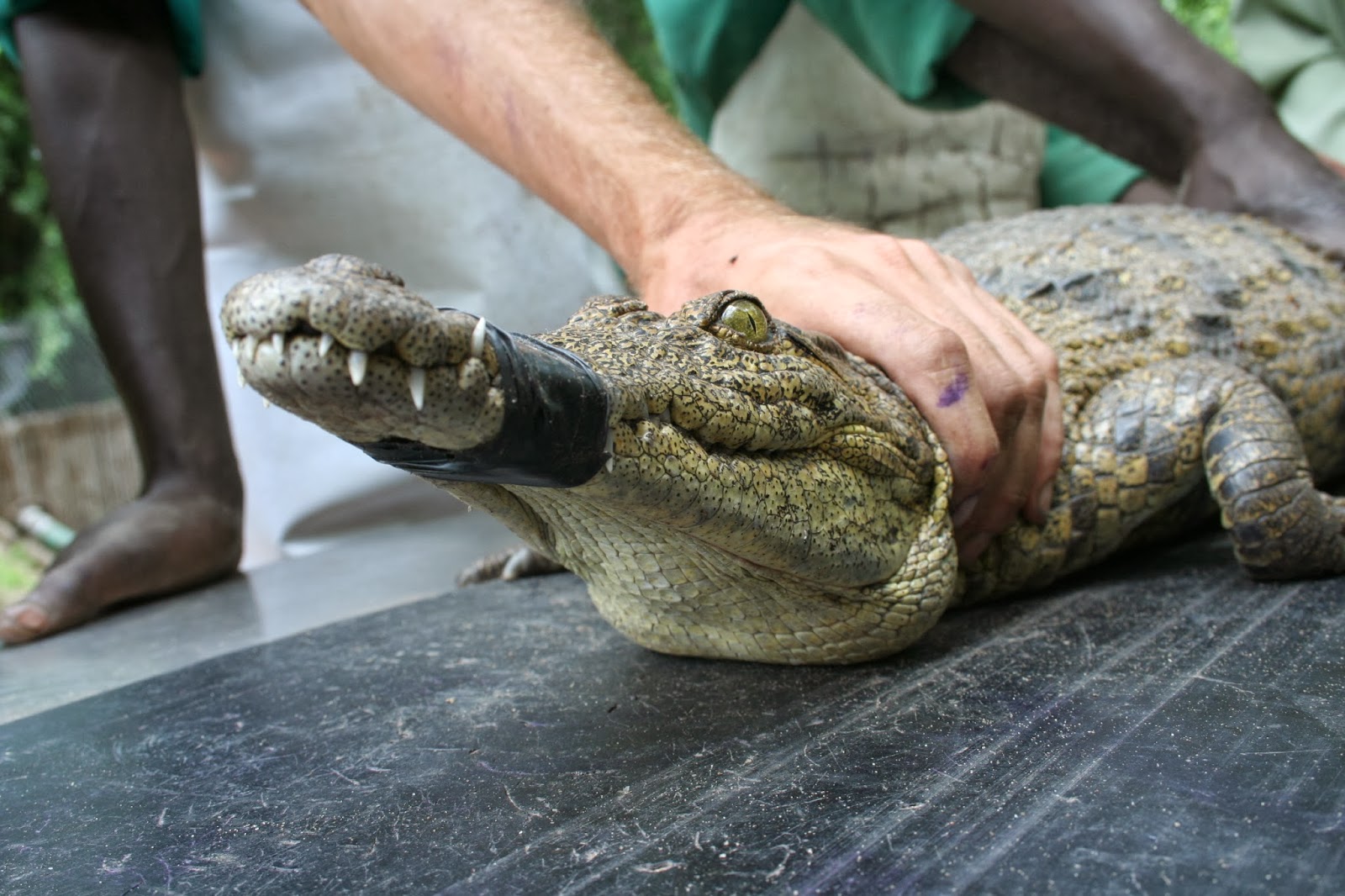 Okavango Crocodile Research