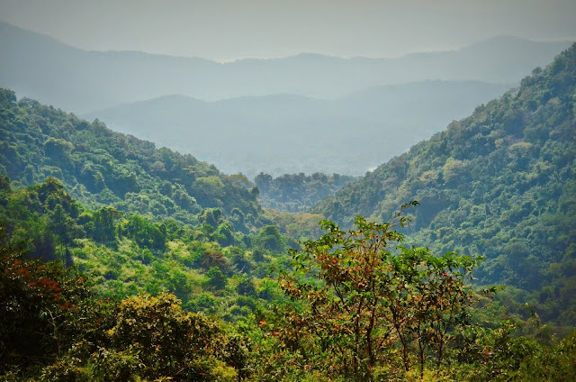 Rich forest of the western ghats