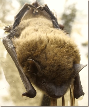 bat face frontal