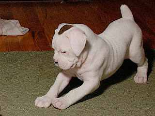 white boxer dogs pictures