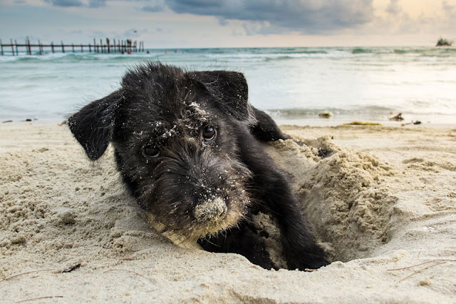 A black Yorkshire Terrier digs a hole in the sand at the beach... Digging into our common ground with dogs