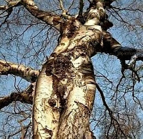 Gambar Aneh Pohon Wanita