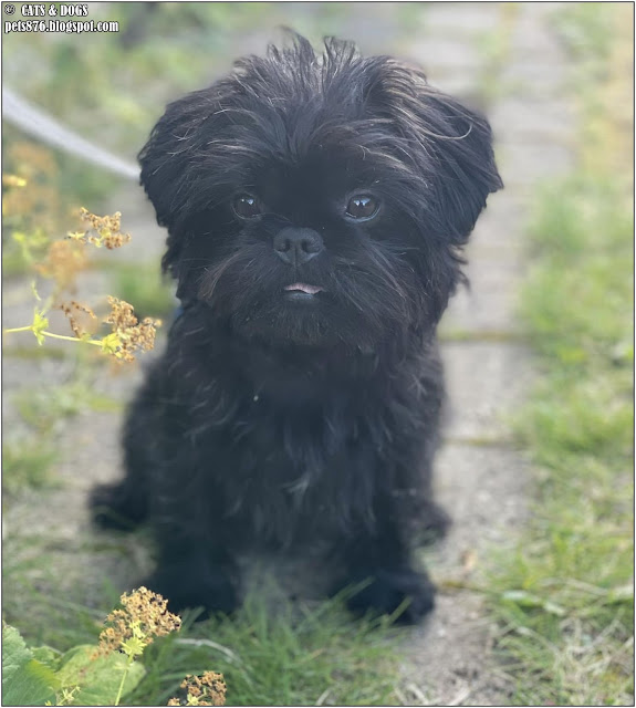 affenpinscher