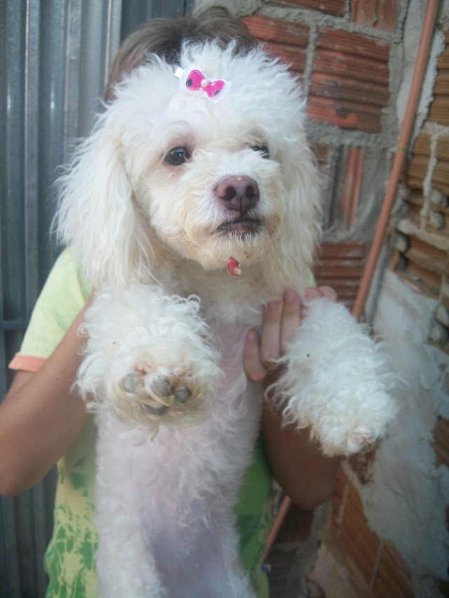 Família procura por cachorrinha de estimação desaparecida