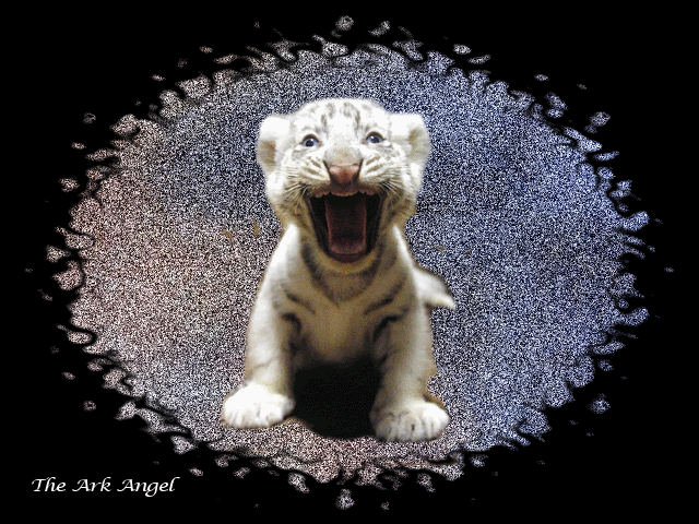 leones (5)