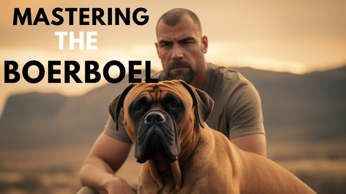 Boerboel Traning | Mastering the Boerboel: Tips, Tricks & Facts | Dogs Training