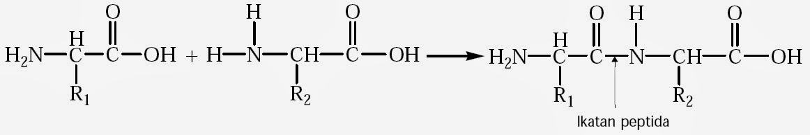 Pengertian Protein Contoh Struktur Sifat Bentuk Jenis Fungsi Denaturasi Renaturasi Kimia