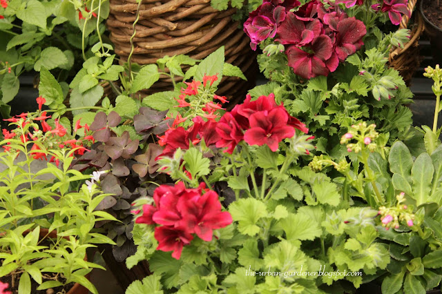 Flowering plants for sale in Zurich