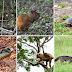 Estudo revela variedade da fauna de 13 áreas protegidas no DF