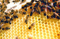 Bumblebee Nests Hives Hive Colony Workers, hive colony or nest bumblebee workers, efficient builders hives bees nests and megacolonies, monumental buildings bumblebees are products of their organization and teamwork, nest of bumblebees, LARGE BUMBLEBEES BUILDERS AND ARCHITECTS OF NATURE, Characteristics of Nests or Hives of Bumblebees, The Short Life of Bumblebees and Large Organization Within the Colony to Optimize Their Survival, Bumblebees Skillful Builders and Restorers Expert Natural Homes in Ruins, The Megaconstructions of Bumblebees, Are Monumental Works of Nature, in Relation to Their Size, http://althox.blogspot.com/2014/05/Bumblebee-Nests-and-Hives.html