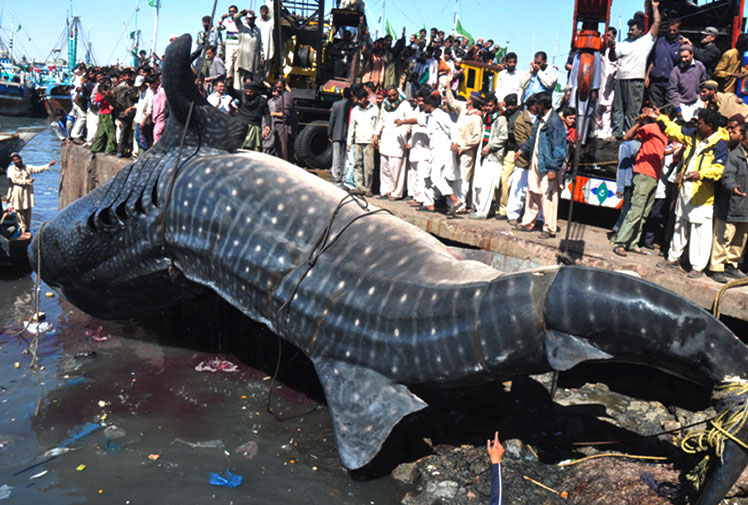 Giant Whale Shark Washes Ashore At Karachi Harbour Karachi Port has 