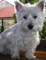 West Highland terrier