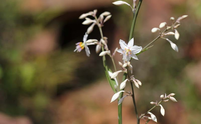 Arthropodium Cirratum Flowers Pictures