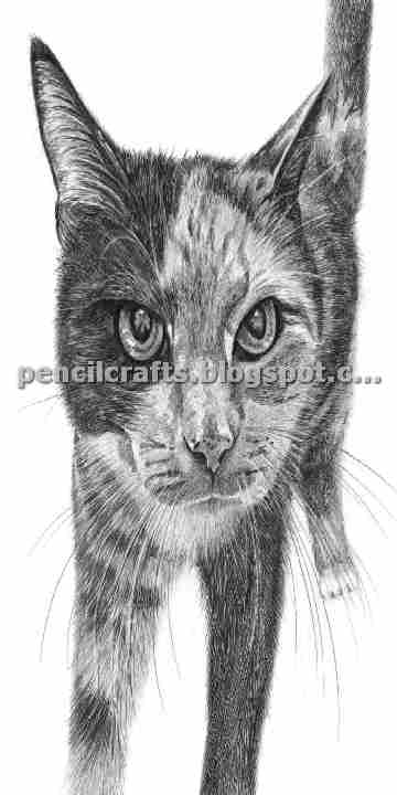 How to Make Cartoon Cat Color Pencil Drawings,Sketches