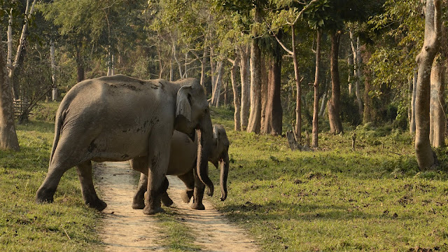 Indische Olifanten in Kaziranga N.P.