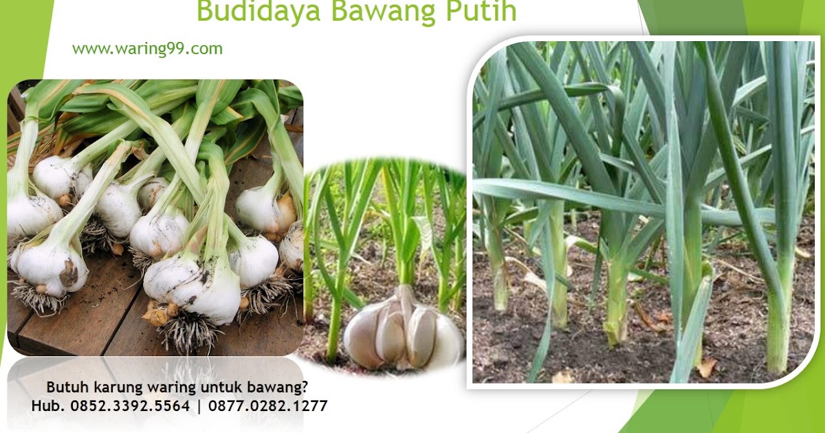 Budidaya Bawang  Putih  Dengan 5 Langkah Mudah Mau Coba 