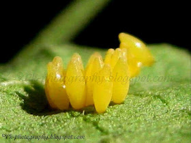 Ladybug Eggs