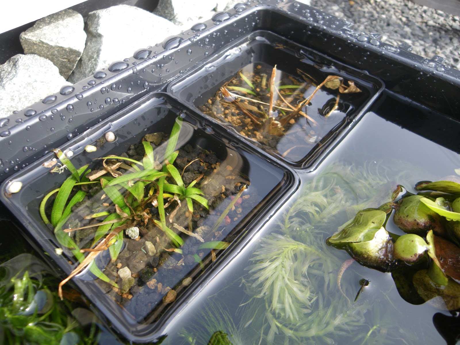 ナガバオモダカの育て方 植え替え 株分け In メダカのビオトープ メダカの大工
